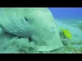 Under The Sea 4K - Scenic Wildlife Film With Calming Music