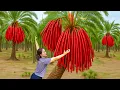Download Lagu Harvesting +1000kg Rare Red Bells From Giant Tree, Peel \u0026 Take Seeds | Reveal Golden Seeds