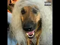 Bark Like U Want It