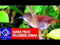 Download Lagu SUARA PIKAT BURUNG PELANDUK SEMAK DADA PUTIH