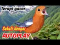 Download Lagu Anis Merah High Pitch Full Durasi  |Full Duration High Pitch Red Thrush