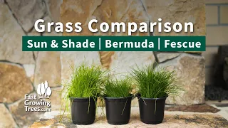 Grass Comparison YouTube Video