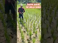 Download Lagu 🔴 Cara bersihkan gulma dengan gasrokan #gosroksawah #penyiangpadi #ngarambet #gulmasawah #petani