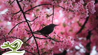 Peder B. Helland - Monday | 1 Hour of Peaceful & Soft Piano Music