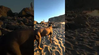 #fyp #dream #sunset #doberman #pets