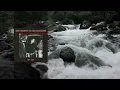 She Wants To Go Dancing - Mt. Joy