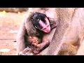 Download Lagu Newborn monkeys can look very small and fragile at first. They often depend on their mother.