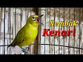 Download Lagu Pleci Dakbal Shoot Walnoten
