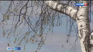 Уже к середине недели в Омскую область вернется тепло