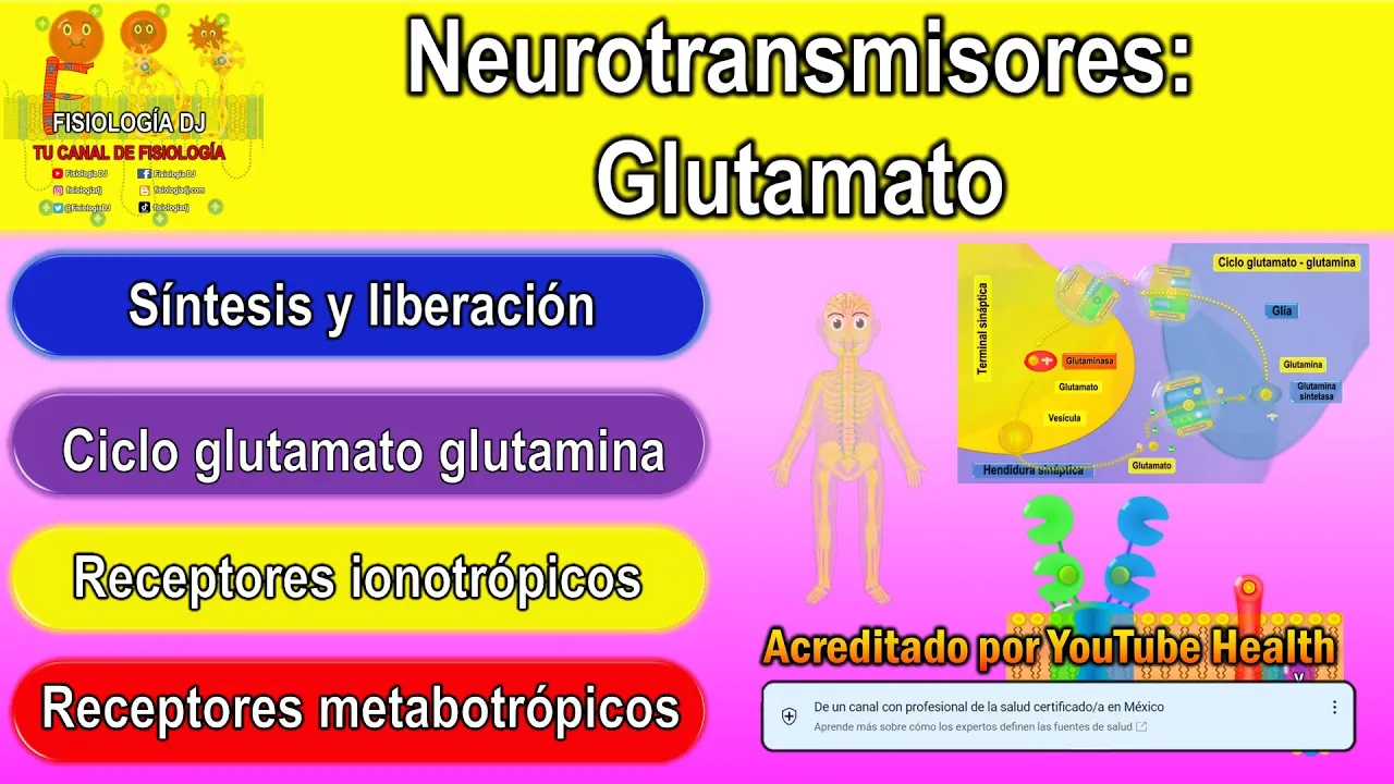 Neurotransmisores | Sistema nervioso central | Glutamato neurotransmisor | Glutamato función