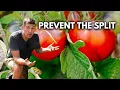 Stop Cracking and Splitting Tomatoes For GOOD With These 3 Tips