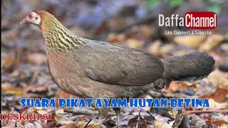 Download SUARA MASTER PIKAT AYAM HUTAN BETINA | FEMALE WILD CHICKEN SOUND CALLER Kekek Kek Kek MP3