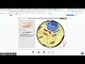 Clever Gizmos Cell Structure and Cell Division