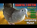 Download Lagu Perkutut lokal gacor Suara BESAR Ampuh Memanggil Lawan BUNYI EMOSI manggung
