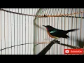 Download Lagu Masteran \u0026 pancingan burung Kolibri Wulung GACOR Untuk memancing Kolibri Bahan