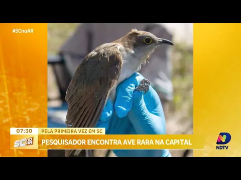 Ave rara é avistada pela primeira vez em Santa Catarina