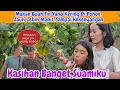 Download Lagu Sampai Kenyang ! Buah Tin Yang Kering Di Pohon, Ternyata Lebih Enak !!