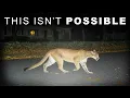Mountain Lions Keep Being Spotted Across New England And No One Can Explain Why