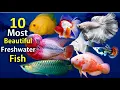 Download Lagu 10 Most Beautiful Freshwater Fish for Aquarium