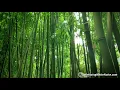 Bamboo Forest Wind Sounds | White Noise for Studying, Sleeping, Relaxation | 10 Hours