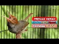 Download Lagu MASTERAN PRENJAK MERAH JANTAN GACOR NGALUN TILEK NGUNCI PASTI JUARA