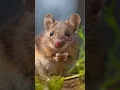 Download Lagu Suara tikus mencicit 🐁