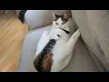 Download Lagu Katten zo overdramatisch, dat ze een Oscar verdienen! 😂 Grappige KAT-video's 2025