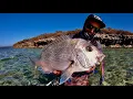 Shallow Water Snapper