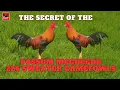 The Secret Behind the Possum McGregor 226 Sweater Line Revealed