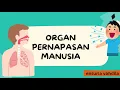 Download Lagu Organ Pernapasan Manusia