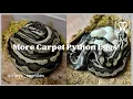 More Carpet Python Eggs - no 90