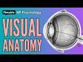 AP Psychology - Unit 3 Vision Eye Anatomy Perception