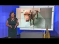 Lubbock Animal Services works to help bring emaciated dog back to good health