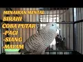 Lagu Perkutut Lokal Gacor Suara Super Kristal - Pancingan Malas Bunyi  (99%AMPUH BANGET)
