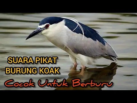 Download MP3 SUARA BURUNG KOAK || Cocok untuk pikat dan menyanggong