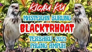 Download Masteran burung Blackthroat terbaru 2021 paling ampauh MP3