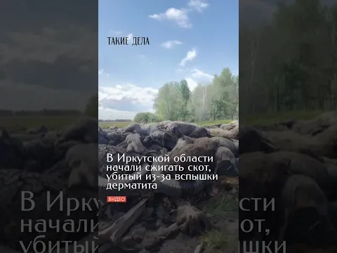 В деревнях Иркутской области уничтожают скот из-за вспышки узелкового дерматита