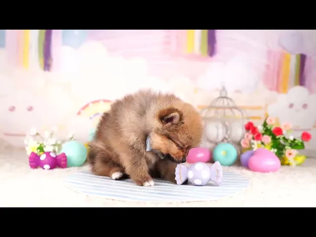 動画