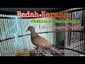 Download Lagu 'Perkutut Widahsana Gasta-Gasti' || Perkutut Bedah Karang || Katuranggan Guntur Saketi