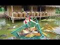 Timelapse Fishing - Watch a Massive Fish Harvest from Pond to Market!