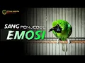 Download Lagu 🔴 PENJEBOL EMOSI || CUCAK IJO GACOR NGENTROK JAMBUL BONGKAR MATERI NGERI