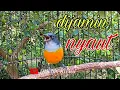 Download Lagu kemade bunga api, pancingan kemade biar bunyi dan cepat gacor.
