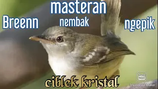 masteran u0026 pancingan ciblek kristal nembak bren ngepik 