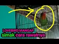 Lagu real mangap setting dan caranya untuk lovebird.