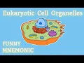 Cell Organelles Memorizing the Parts of A Eukaryotic Cell EASY Mnemonic Cell Structure Biology
