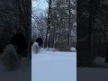 Download Lagu Shaggy Dog Deep Snow Fetch Super Slo Mo #shorts