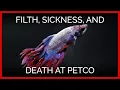 The True Cost of Selling Betta Fish Filth Sickness and Death at Petco