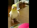 Download Lagu Funny Cockatiel singing Doraemon,, #shorts