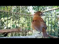 Download Lagu jongkangan coklat lepas trotol terapi rutin dengan suara jongkangan betina dan suara air pegunungan