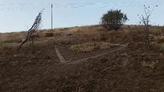 شکار سهره وحشی دندنها